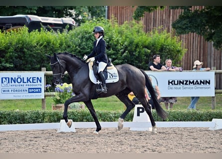 German Sport Horse, Mare, 5 years, 16.1 hh, Black