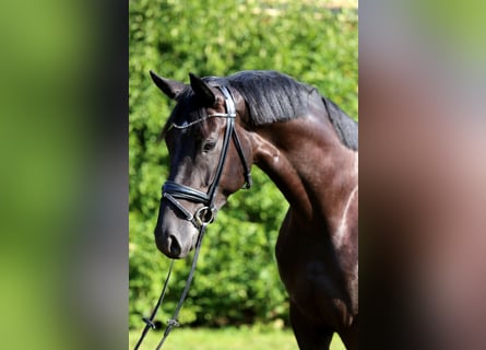 German Sport Horse, Mare, 5 years, 16,1 hh, Black