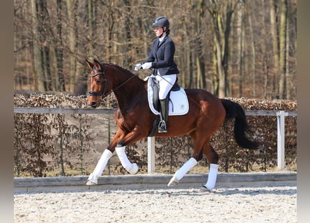 German Sport Horse, Mare, 5 years, 16.1 hh, Brown