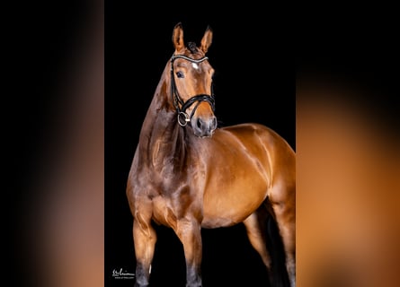 German Sport Horse, Mare, 5 years, 16.1 hh, Brown