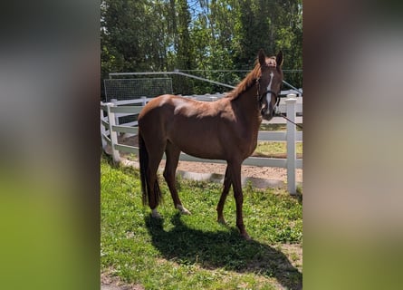 German Sport Horse, Mare, 5 years, 16.1 hh, Brown