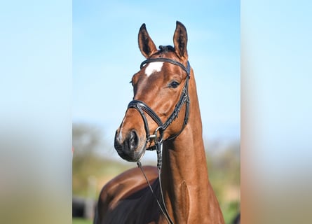 German Sport Horse, Mare, 5 years, 16.1 hh, Brown