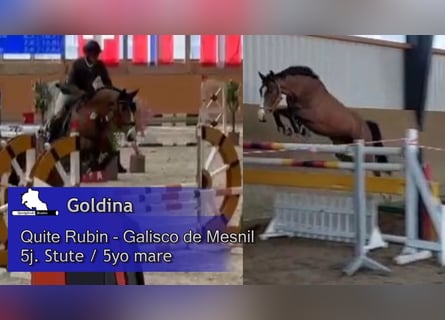 German Sport Horse, Mare, 5 years, 16.1 hh, Brown