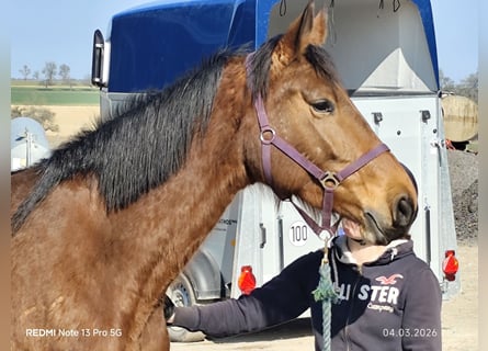 German Sport Horse, Mare, 5 years, 16.1 hh, Brown