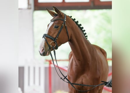 German Sport Horse, Mare, 5 years, 16.1 hh, Brown