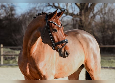German Sport Horse, Mare, 5 years, 16.1 hh, Brown
