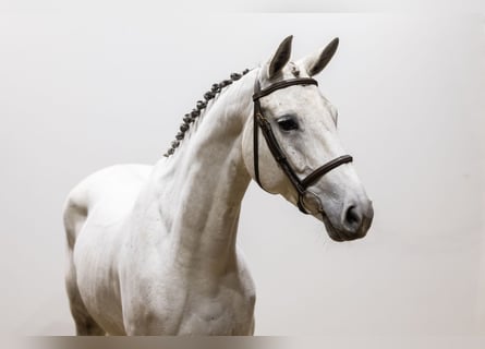 German Sport Horse, Mare, 5 years, 16,1 hh, Can be white