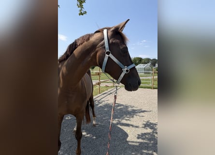 German Sport Horse, Mare, 5 years, 16.1 hh, Chestnut