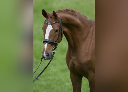 German Sport Horse, Mare, 5 years, 16.1 hh, Chestnut-Red