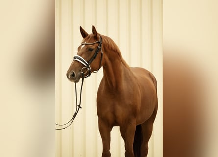 German Sport Horse, Mare, 5 years, 16.1 hh, Chestnut-Red