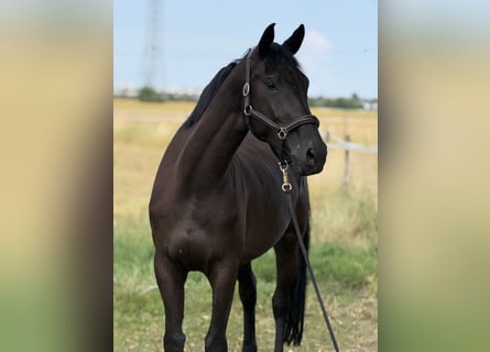 German Sport Horse, Mare, 5 years, 16.2 hh, Bay-Dark