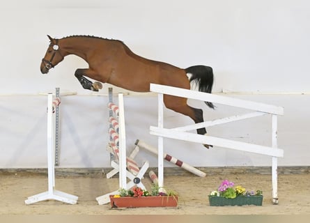 German Sport Horse, Mare, 5 years, 16.2 hh, Brown