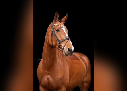 German Sport Horse, Mare, 5 years, 16.2 hh, Brown