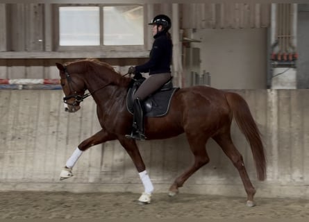 German Sport Horse, Mare, 5 years, 16.2 hh, Chestnut-Red