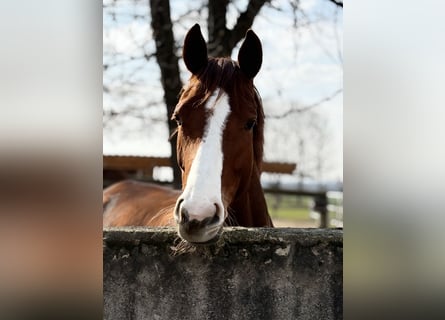 German Sport Horse, Mare, 5 years, 16.2 hh, Chestnut-Red