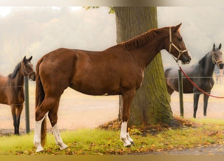 German Sport Horse, Mare, 5 years, 16.2 hh, Chestnut-Red