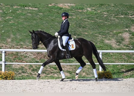 German Sport Horse, Mare, 5 years, 16.2 hh, Smoky-Black