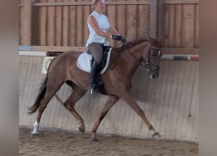 German Sport Horse, Mare, 5 years, 16.3 hh, Chestnut