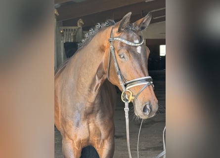 German Sport Horse, Mare, 5 years, 16 hh, Bay-Dark