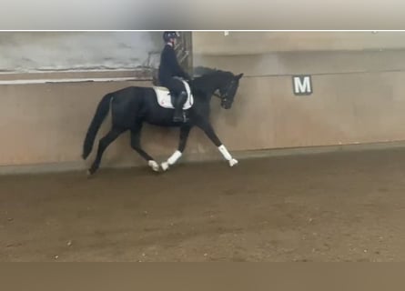 German Sport Horse, Mare, 5 years, 16 hh, Black