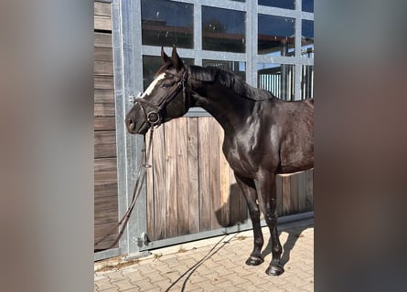 German Sport Horse, Mare, 5 years, 16 hh, Black