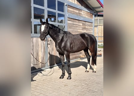 German Sport Horse, Mare, 5 years, 16 hh, Black