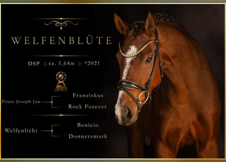 German Sport Horse, Mare, 5 years, 16 hh, Brown