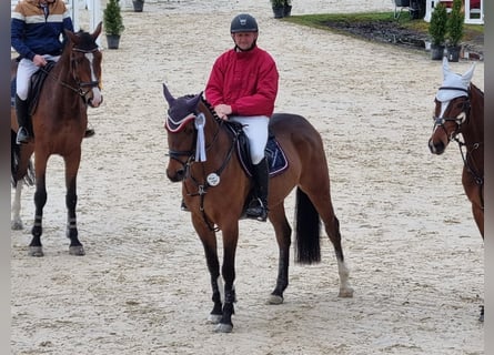 German Sport Horse, Mare, 5 years, 16 hh, Brown