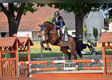 German Sport Horse, Mare, 5 years, 16 hh, Brown