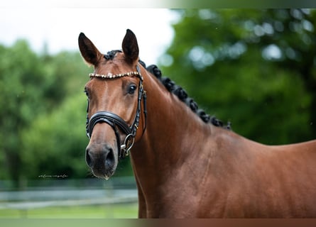 German Sport Horse, Mare, 5 years, 16 hh, Brown