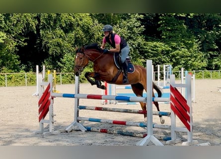 German Sport Horse, Mare, 5 years, 16 hh, Brown