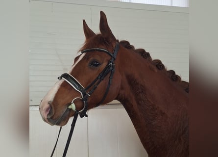 German Sport Horse, Mare, 5 years, 16 hh, Chestnut-Red