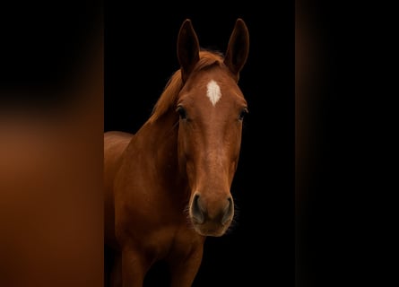 German Sport Horse, Mare, 5 years, 16 hh, Chestnut-Red German Sport Horse, Mare, 5 years, 16 hh, Chestnut-Red