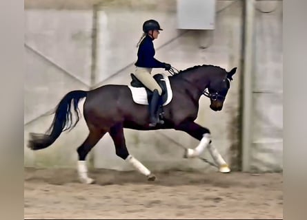 German Sport Horse, Mare, 5 years, 16,1 hh, Bay-Dark