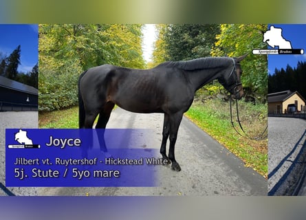 German Sport Horse, Mare, 5 years, 16,1 hh, Bay-Dark