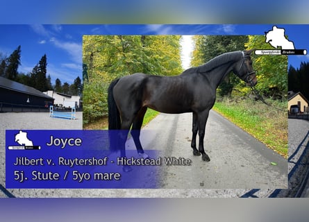 German Sport Horse, Mare, 5 years, 16,1 hh, Bay-Dark