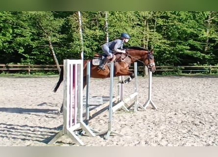 German Sport Horse, Mare, 5 years, 16,1 hh, Brown
