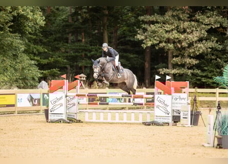 German Sport Horse, Mare, 5 years, 16,1 hh, Grey
