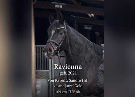 German Sport Horse, Mare, 5 years, 16,2 hh, Bay-Dark