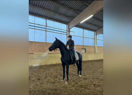 German Sport Horse, Mare, 5 years, 16,2 hh, Black