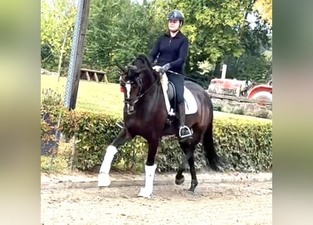 German Sport Horse, Mare, 5 years, 16,2 hh, Brown