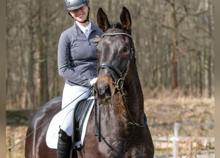 German Sport Horse, Mare, 5 years, 17.2 hh, Smoky-Black