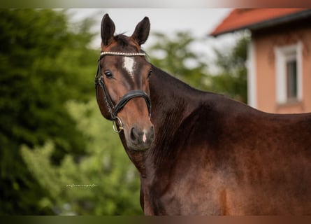 German Sport Horse, Mare, 5 years, 17 hh, Bay-Dark