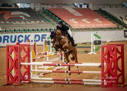 German Sport Horse, Mare, 5 years, 17 hh, Chestnut-Red