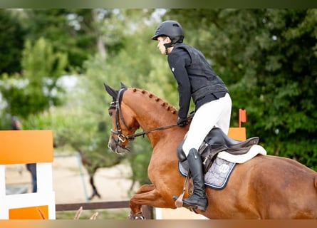 German Sport Horse, Mare, 5 years, Chestnut-Red