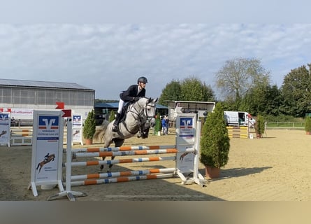 German Sport Horse, Mare, 6 years, 15.3 hh, Gray
