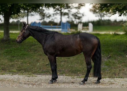 German Sport Horse, Mare, 6 years, 15,2 hh, Bay-Dark