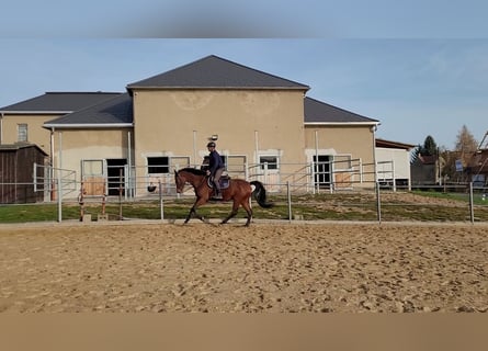 German Sport Horse, Mare, 6 years, 15,3 hh, Brown