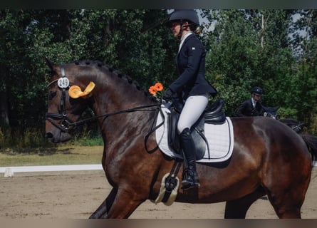 German Sport Horse, Mare, 6 years, 16,1 hh, Bay-Dark