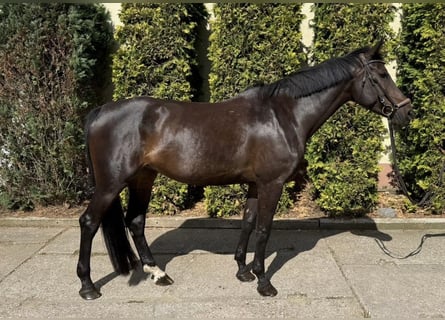 German Sport Horse, Mare, 6 years, 16.1 hh, Bay-Dark